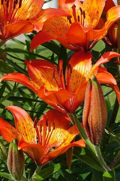 Orange lily – Artofit