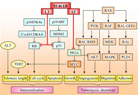 SV40 Early Regions ER Proteins Effects On Cellular Pathways SV40