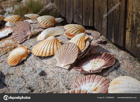 Many Scallop Shells Stock Photo By Svetography