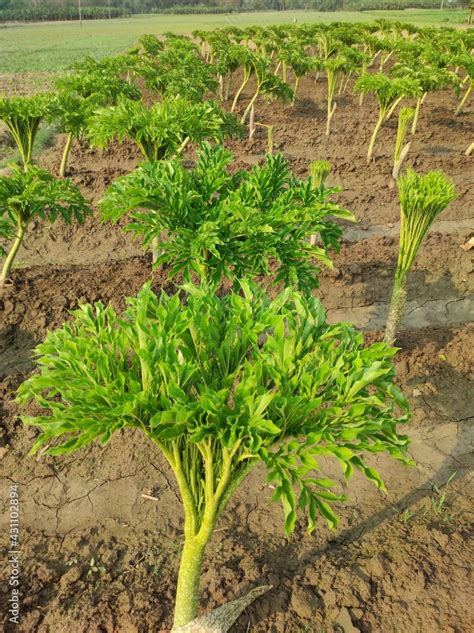 Elephant foot yam field cultivation. Fresh green elephant foot yam plant. Beautiful elephant ...