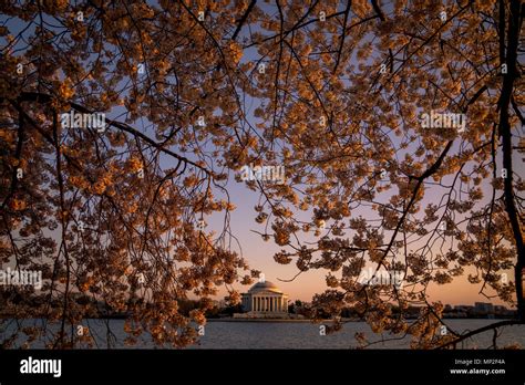 Washington, DC Cherry Blossom Festival Stock Photo - Alamy