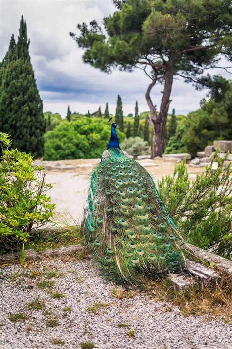 Pauwen In De Tuin Bij Onderstel Filerimos Het Eiland Van Rhodos Griekenland Stock Foto Image