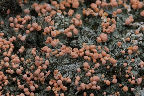 Maryland Biodiversity Project Pink Earth Lichen Dibaeis Baeomyces