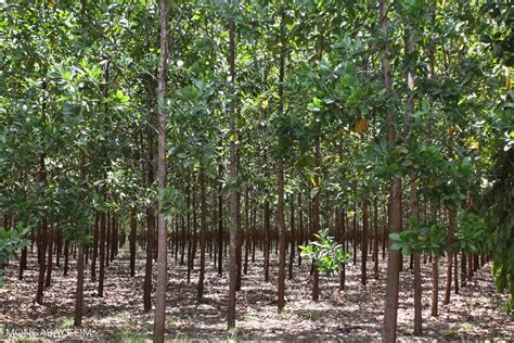 Hutan Buatan Pengertian Ciri Jenis Manfaat Dampak