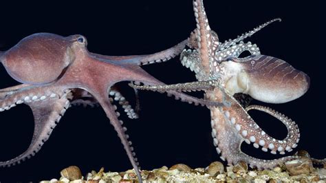 Octopus Facts 29 Facts About Octopuses ←factslides→