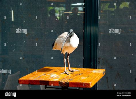 Ibis Bird - Sydney - Australia Stock Photo - Alamy