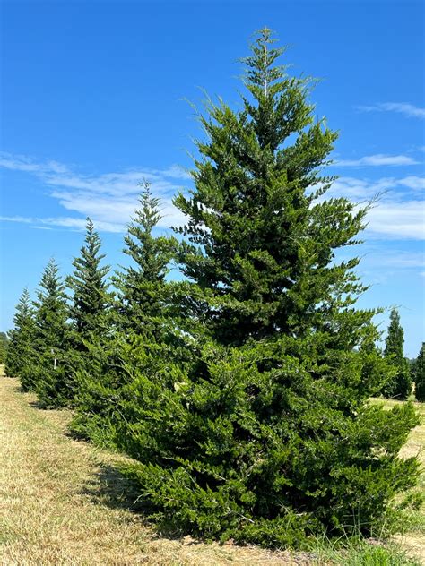 Brodie Eastern Red Cedar Bold Spring