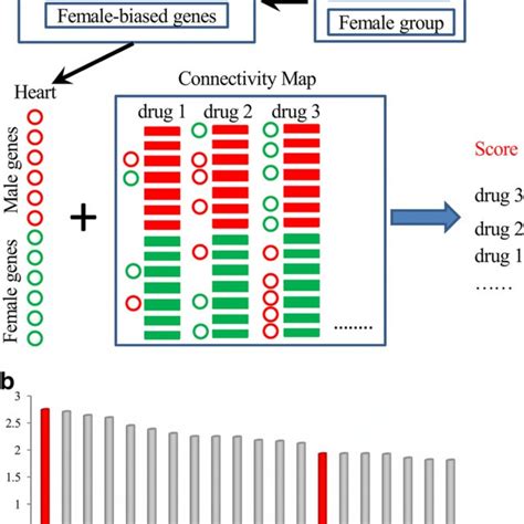 The Framework For An In Silico Prediction Model Of Sex Biased Drug