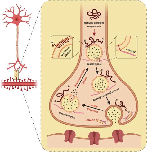 α Synuclein mediated neurodegeneration in Dementia with Lewy bodies