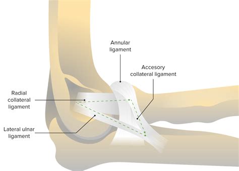 Elbow Joint: Anatomy [+video] - Lecturio Medical