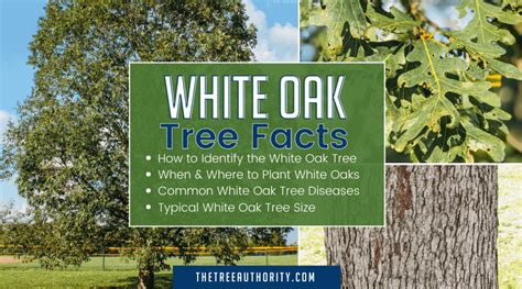 White Oak Diseases And Pests