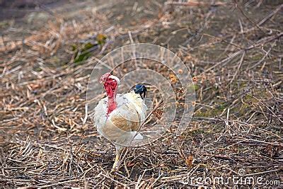 Transylvanian Naked Neck Rooster Free Range Rare Breed Of Chicken Stock Image CartoonDealer