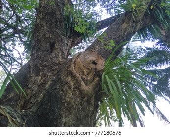 Vagina Branch Tree Images Stock Photos Vectors Shutterstock