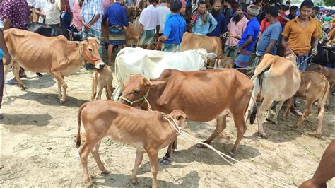 আজ ১২ জুলাই ৫০ হাজার থেকে বাছুরসহ গাভী গরুর দাম জানুন কারেন্ট হাট