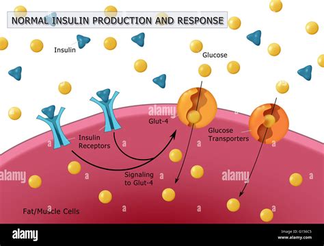 Illustration Of Normal Insulin And Glucose Production Insulin Blue