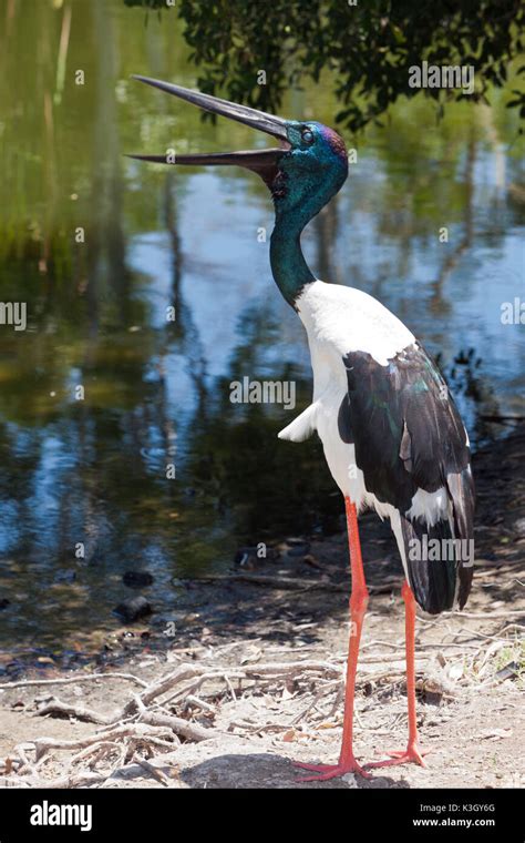 Black Necked Stork Ephippiorhynchus Asiaticus Queensland Australia