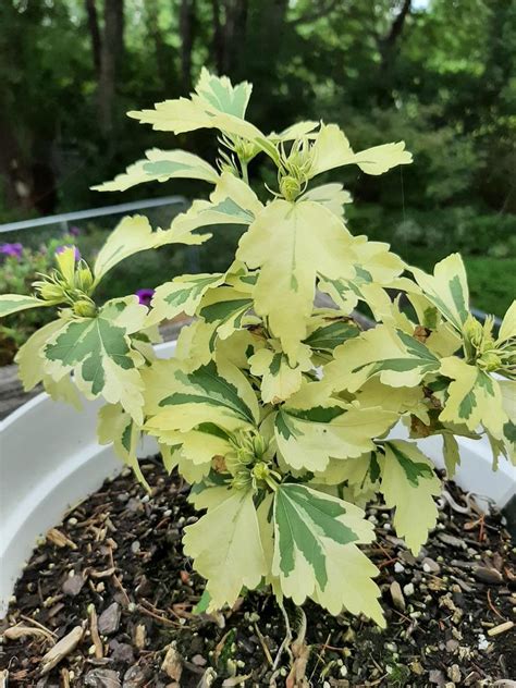 Rose Of Sharon Hibiscus Syriacus Sugar Tip Gold In The Roses Of