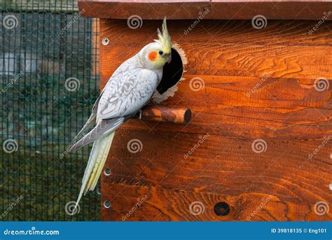 Cockatiel Bird In A Cage Royalty-Free Stock Photography | CartoonDealer ...