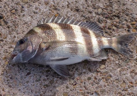 Sheepshead Facts and Nutritional Value