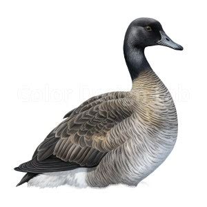 Canada Goose Clipart Set of 8 Printable Art PNG, Digital Download ...