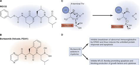 Structure And Mechanism Of Action Of Proteasome Inhibitors A