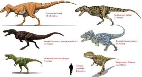 Conoce Los Diferentes Tipos De Dinosaurios Carnívoros En La Prehistoria