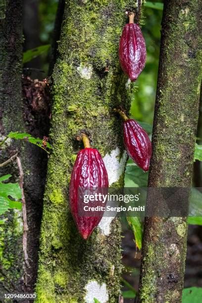 Moss Cocoa Photos And Premium High Res Pictures Getty Images