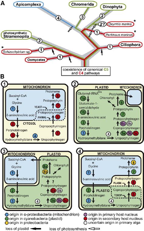 Tetrapyrrole Biosynthetic Pathways Of Various Eukaryotes Download Scientific Diagram