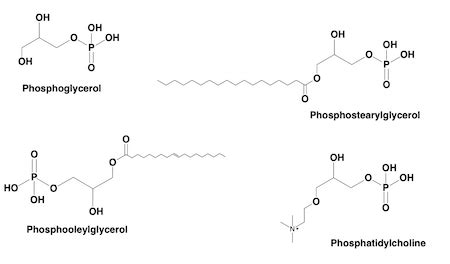 Structure Of Fatty Acid And Glycerol