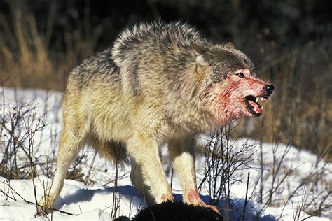 How Big Are Wolves The Predator Hunter