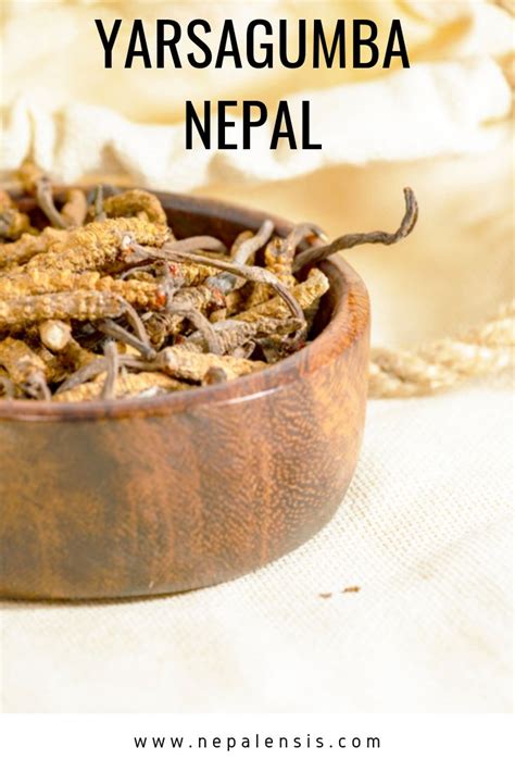 Yarsagumba is a popular herb with immense health benefits upon its ...