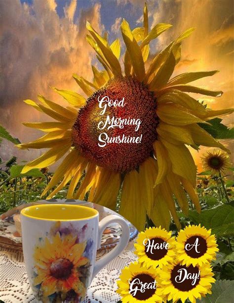 Sunflowers Good Morning Greetings Sunflower Pictures Sunflower Quotes