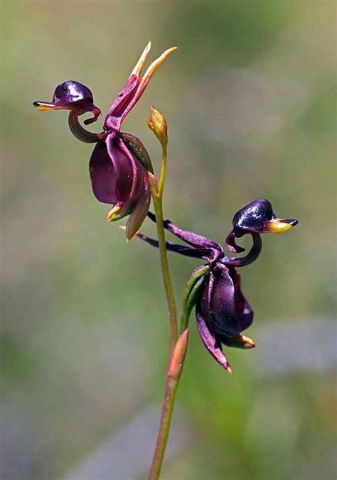 Fotos De Flores Raras Y Ex Ticas