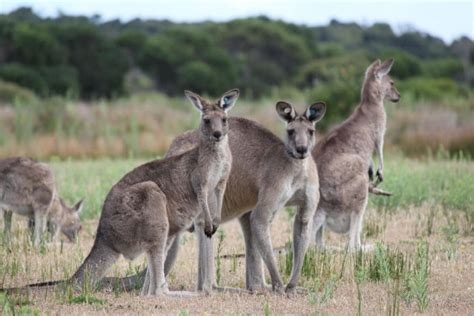 Canguru Caracter Sticas Habitat Esp Cies Curiosidades Biologia Net