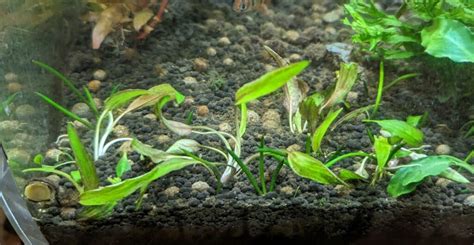 Planting Cryptocoryne Nurii Fireplace Aquarium