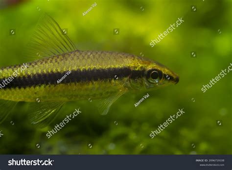 Silver Flying Fox Macro Hungry Algae Stock Photo 2096719108 Shutterstock