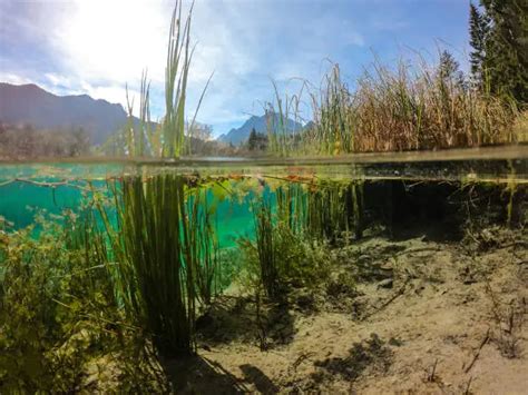 Best Underwater Plants Pictures [HD] | Download Free Images on Unsplash