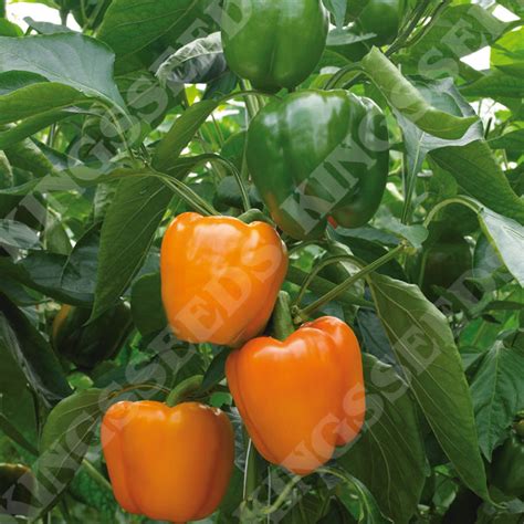 Sweet Pepper Delirio F1 Seeds Kings Seeds