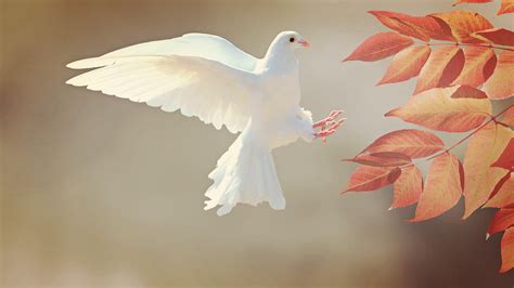 White Pigeon Flying Wallpaper