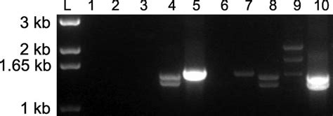 Rt Pcr Amplification Of Trim And Trimcyp From Old World Primate Total