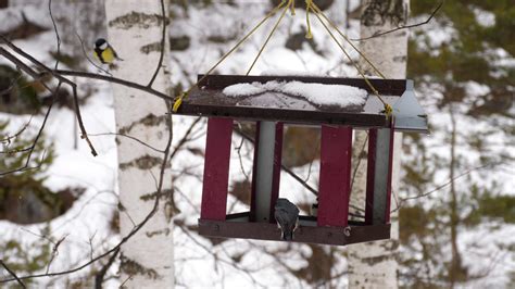 Birds eating seeds from the feeder, winter day 26184888 Stock Video at ...