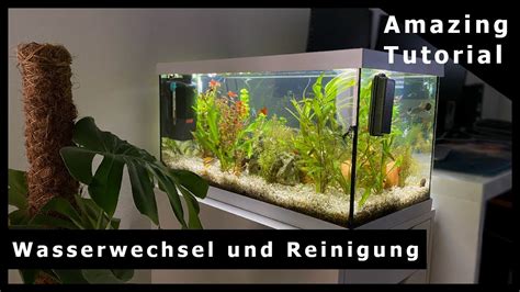 Wasserwechsel Und Reinigung Aquarium Mit Kies Mittels Mulmabsauger