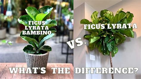 Dwarf Fiddle Leaf Fig Ficus Lyrata Vs Ficus Lyrata Dwarf Ficus