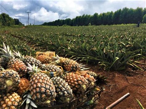 Sociedade Brasileira De Fruticultura