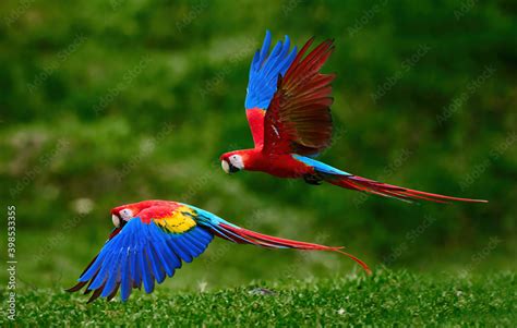 Two Scarlet Macaw Parrots Flying Just Above The Ground Bright Red And