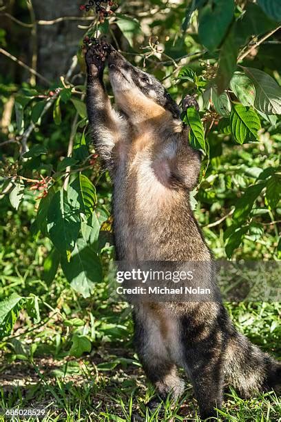 184 Iguazu Falls Wildlife Stock Photos, High-Res Pictures, and Images ...