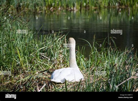 Sitting Nest Hi Res Stock Photography And Images Alamy