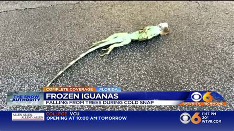 Frozen iguanas falling from trees in Florida