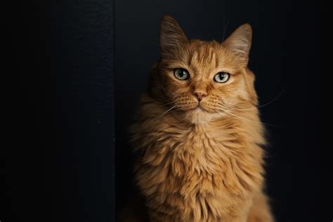 10 Orange Cat Breeds: A List of the Cutest And Friendly Orange Cats