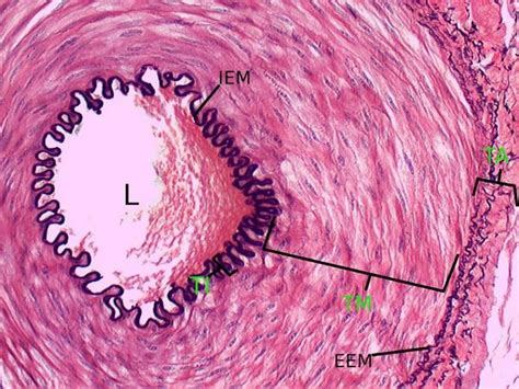 1000+ images about Histology on Pinterest | Respiratory system, Stains and Thyroid gland